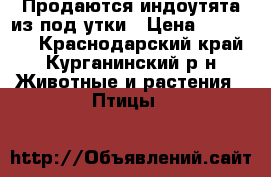 Продаются индоутята из под утки › Цена ­ 100-130 - Краснодарский край, Курганинский р-н Животные и растения » Птицы   